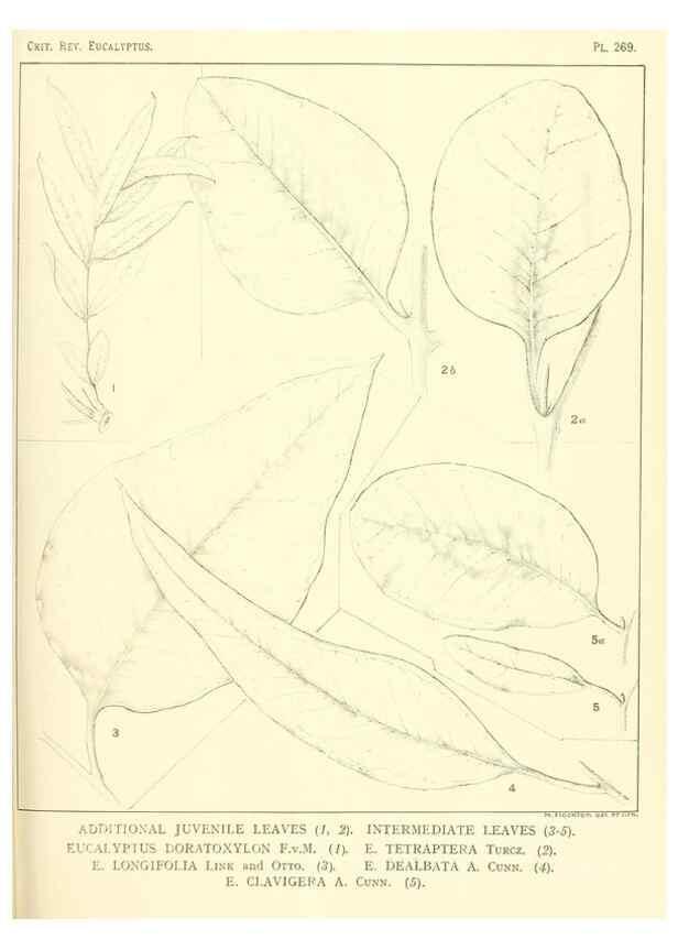 Reproducción/Reproduction 46338689844: A critical revision of the genus Eucalyptus,. Sydney,Gullick,1903-33.. 