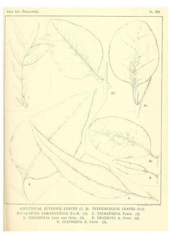 Reproducción/Reproduction 46338689844: A critical revision of the genus Eucalyptus,. Sydney,Gullick,1903-33.. 