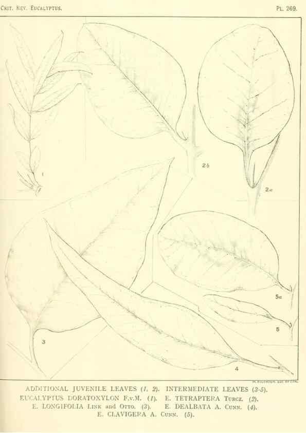 Reproducción/Reproduction 46338689844: A critical revision of the genus Eucalyptus,. Sydney,Gullick,1903-33.. 
