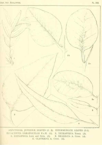 Reproducción/Reproduction 46338689844: A critical revision of the genus Eucalyptus,. Sydney,Gullick,1903-33.. 
