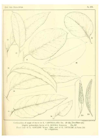 Reproducción/Reproduction 32120828797: A critical revision of the genus Eucalyptus,. Sydney,Gullick,1903-33.. 