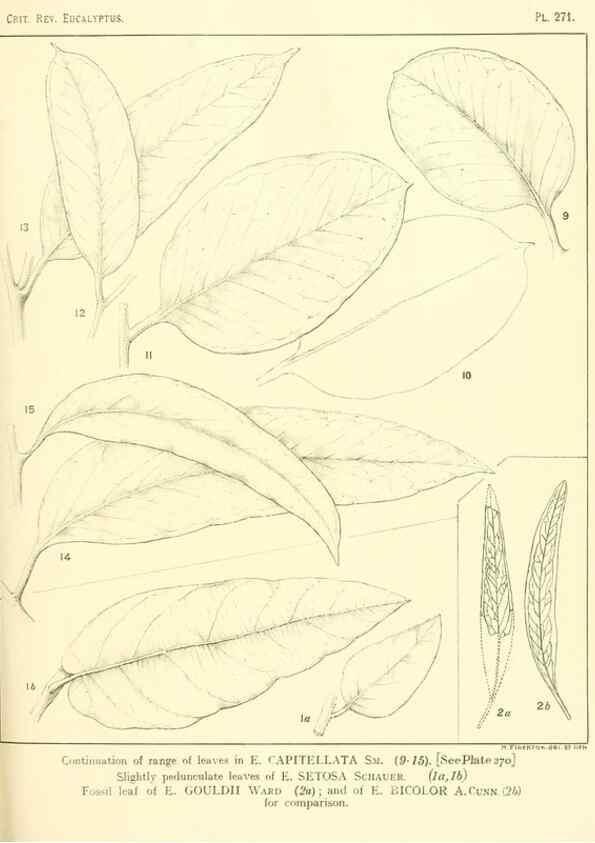 Reproducción/Reproduction 32120828797: A critical revision of the genus Eucalyptus,. Sydney,Gullick,1903-33.. 
