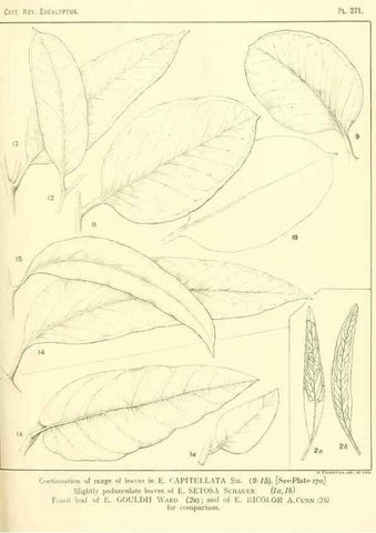 Reproducción/Reproduction 32120828797: A critical revision of the genus Eucalyptus,. Sydney,Gullick,1903-33.. 