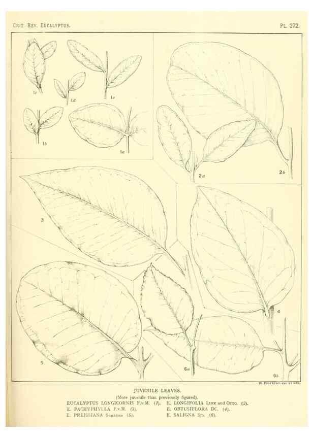 Reproducción/Reproduction 46338691564: A critical revision of the genus Eucalyptus,. Sydney,Gullick,1903-33.. 
