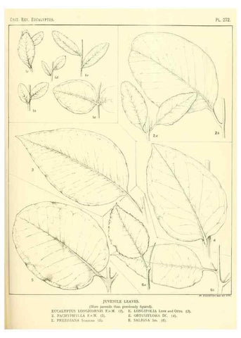 Reproducción/Reproduction 46338691564: A critical revision of the genus Eucalyptus,. Sydney,Gullick,1903-33.. 