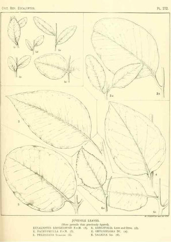 Reproducción/Reproduction 46338691564: A critical revision of the genus Eucalyptus,. Sydney,Gullick,1903-33.. 