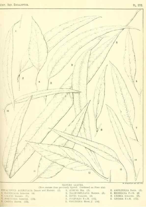 Reproducción/Reproduction 32120830857: A critical revision of the genus Eucalyptus,. Sydney,Gullick,1903-33.. 
