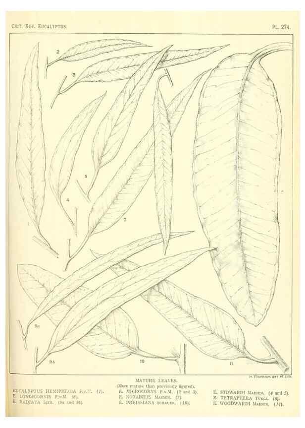 Reproducción/Reproduction 47010353022: A critical revision of the genus Eucalyptus,. Sydney,Gullick,1903-33.. 