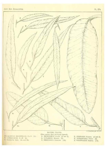 Reproducción/Reproduction 47010353022: A critical revision of the genus Eucalyptus,. Sydney,Gullick,1903-33.. 
