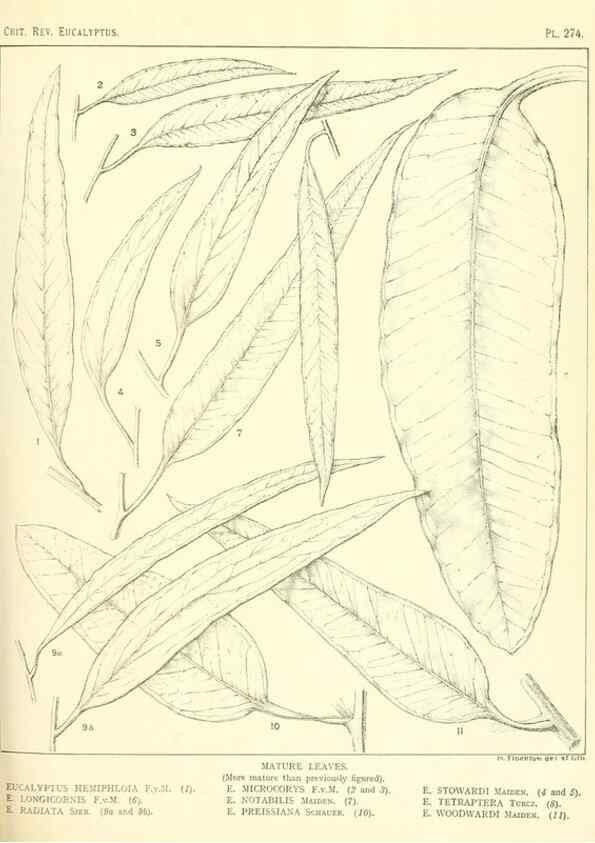 Reproducción/Reproduction 47010353022: A critical revision of the genus Eucalyptus,. Sydney,Gullick,1903-33.. 