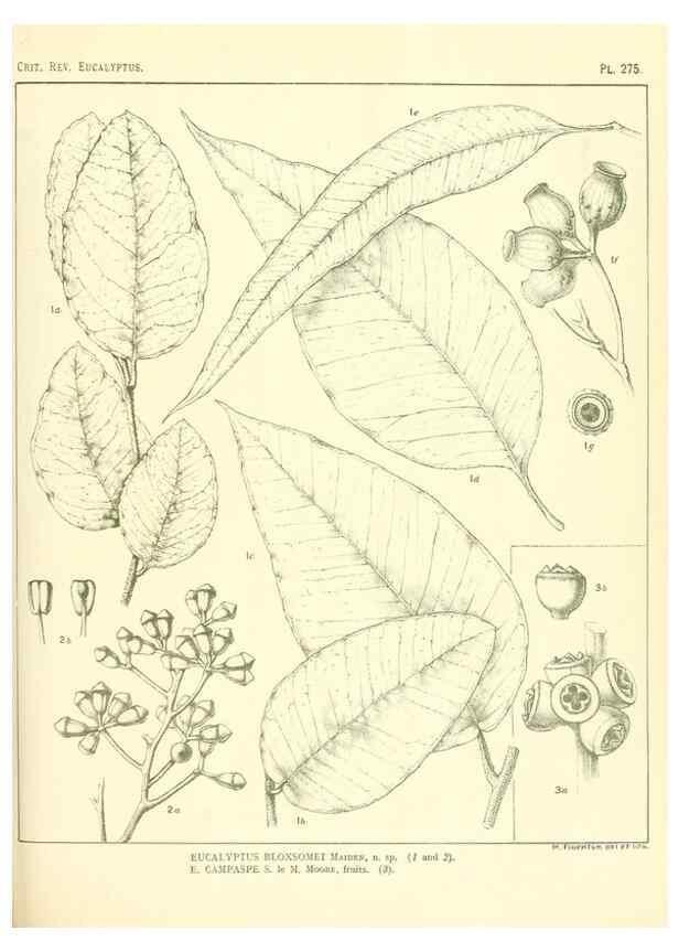 Reproducción/Reproduction 47010354052: A critical revision of the genus Eucalyptus,. Sydney,Gullick,1903-33.. 