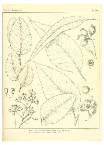 Reproducción/Reproduction 47010354052: A critical revision of the genus Eucalyptus,. Sydney,Gullick,1903-33.. 