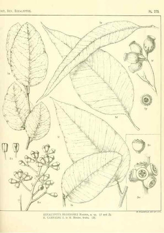 Reproducción/Reproduction 47010354052: A critical revision of the genus Eucalyptus,. Sydney,Gullick,1903-33.. 