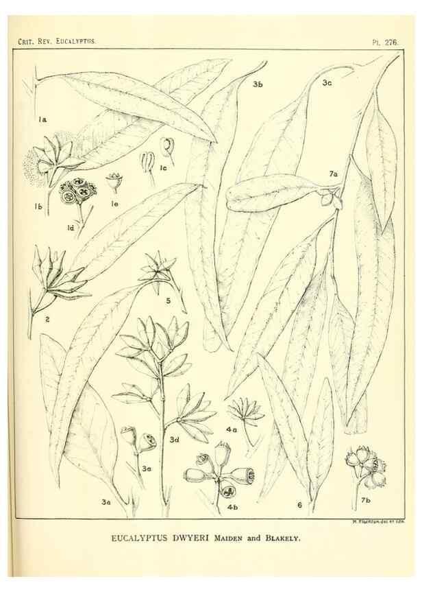 Reproducción/Reproduction 47010355192: A critical revision of the genus Eucalyptus,. Sydney,Gullick,1903-33.. 