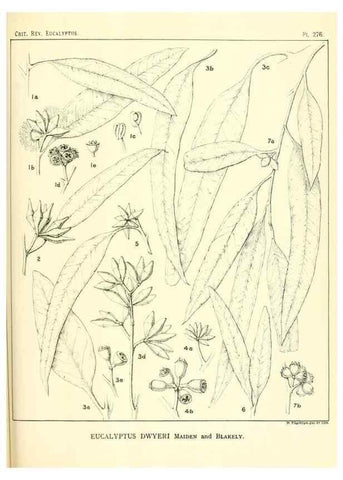 Reproducción/Reproduction 47010355192: A critical revision of the genus Eucalyptus,. Sydney,Gullick,1903-33.. 