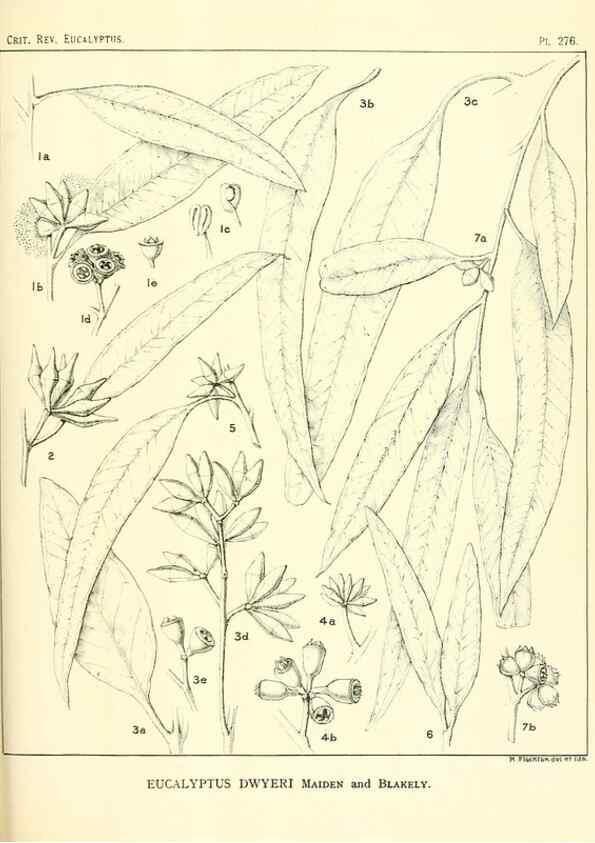 Reproducción/Reproduction 47010355192: A critical revision of the genus Eucalyptus,. Sydney,Gullick,1903-33.. 
