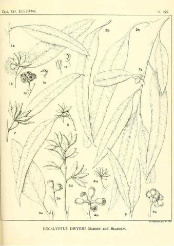 Reproducción/Reproduction 47010355192: A critical revision of the genus Eucalyptus,. Sydney,Gullick,1903-33.. 