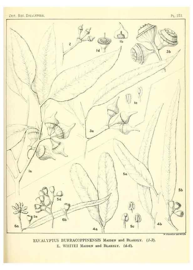 Reproducción/Reproduction 47062641601: A critical revision of the genus Eucalyptus,. Sydney,Gullick,1903-33.. 