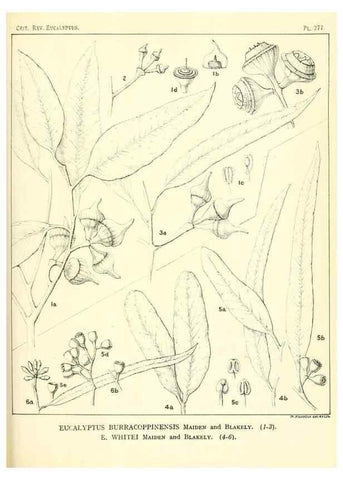 Reproducción/Reproduction 47062641601: A critical revision of the genus Eucalyptus,. Sydney,Gullick,1903-33.. 