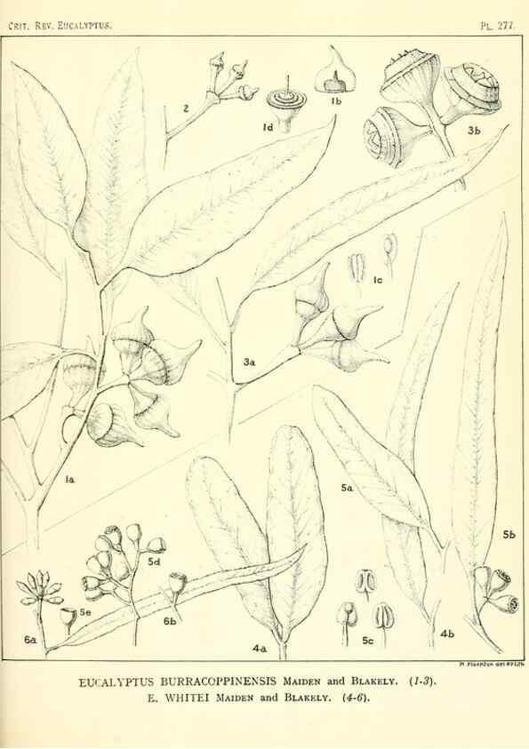 Reproducción/Reproduction 47062641601: A critical revision of the genus Eucalyptus,. Sydney,Gullick,1903-33.. 