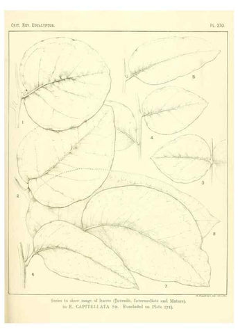 Reproducción/Reproduction 32120827837: A critical revision of the genus Eucalyptus,. Sydney,Gullick,1903-33.. 