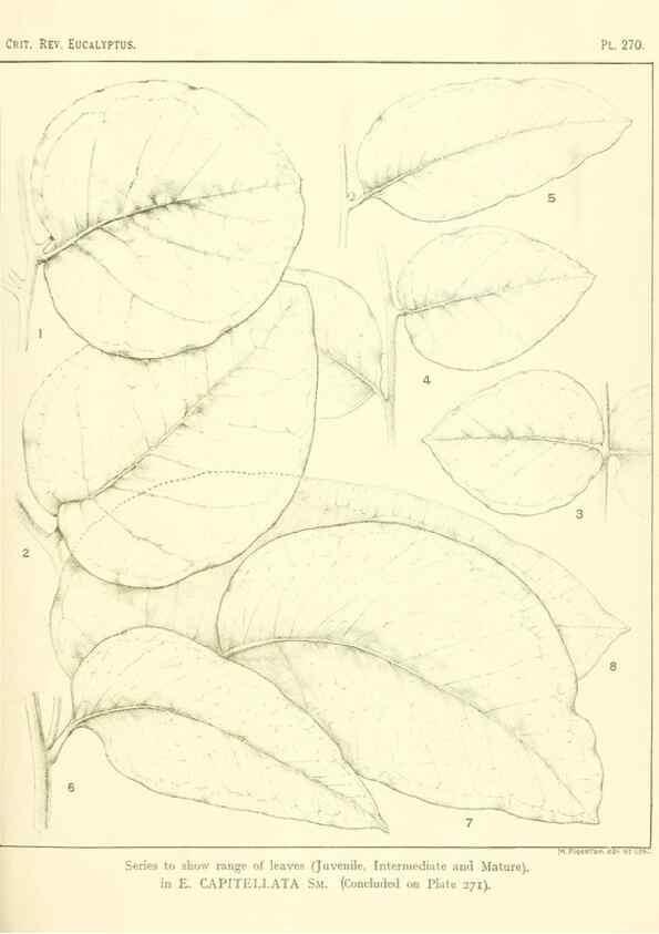 Reproducción/Reproduction 32120827837: A critical revision of the genus Eucalyptus,. Sydney,Gullick,1903-33.. 