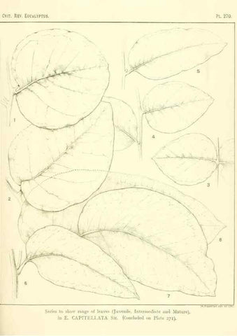 Reproducción/Reproduction 32120827837: A critical revision of the genus Eucalyptus,. Sydney,Gullick,1903-33.. 