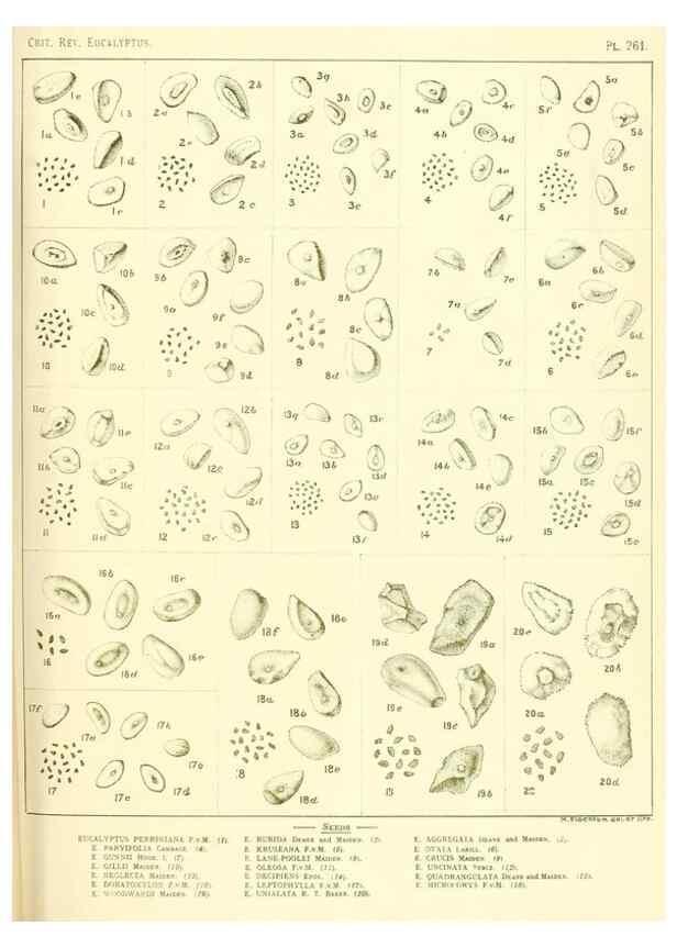 Reproducción/Reproduction 46148887125: A critical revision of the genus Eucalyptus,. Sydney,Gullick,1903-33.. 