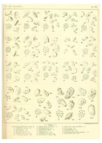 Reproducción/Reproduction 46148887125: A critical revision of the genus Eucalyptus,. Sydney,Gullick,1903-33.. 