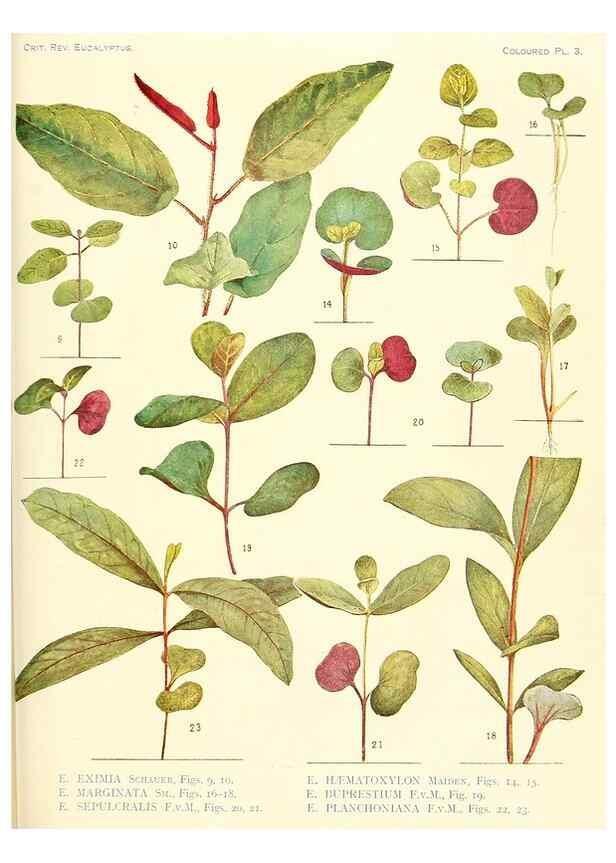 Reproducción/Reproduction 32121077497: A critical revision of the genus Eucalyptus,. Sydney,Gullick,1903-33.. 