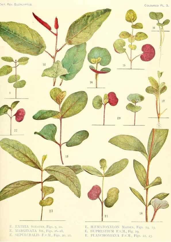 Reproducción/Reproduction 32121077497: A critical revision of the genus Eucalyptus,. Sydney,Gullick,1903-33.. 