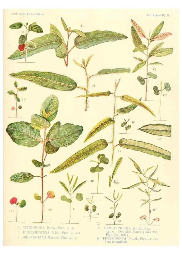 Reproducción/Reproduction 46338942954: A critical revision of the genus Eucalyptus,. Sydney,Gullick,1903-33.. 