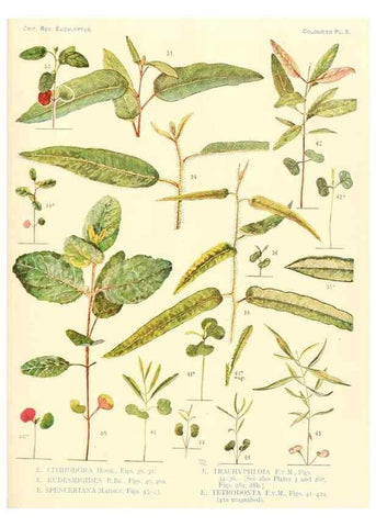 Reproducción/Reproduction 46338942954: A critical revision of the genus Eucalyptus,. Sydney,Gullick,1903-33.. 
