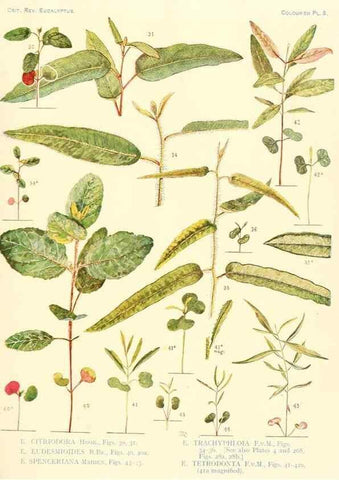 Reproducción/Reproduction 46338942954: A critical revision of the genus Eucalyptus,. Sydney,Gullick,1903-33.. 