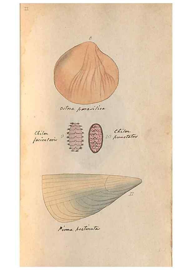 Reproducción/Reproduction 47087089592: A conchological dictionary of the British Islands /. London :John Booth,1819.. 