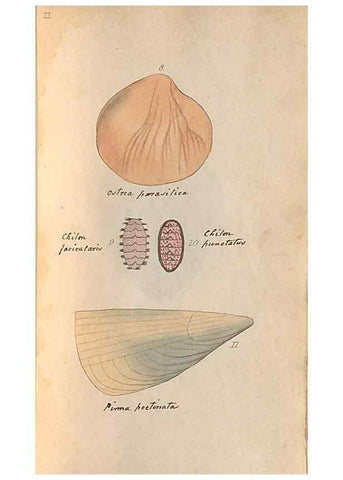 Reproducción/Reproduction 47087089592: A conchological dictionary of the British Islands /. London :John Booth,1819.. 