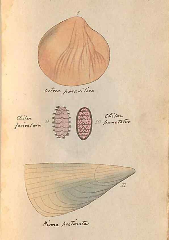 Reproducción/Reproduction 47087089592: A conchological dictionary of the British Islands /. London :John Booth,1819.. 