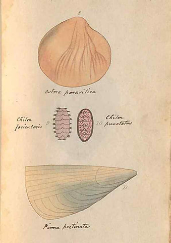 Reproducción/Reproduction 47087089592: A conchological dictionary of the British Islands /. London :John Booth,1819.. 
