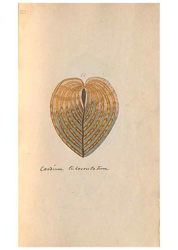 Reproducción/Reproduction 47087090682: A conchological dictionary of the British Islands /. London :John Booth,1819.. 