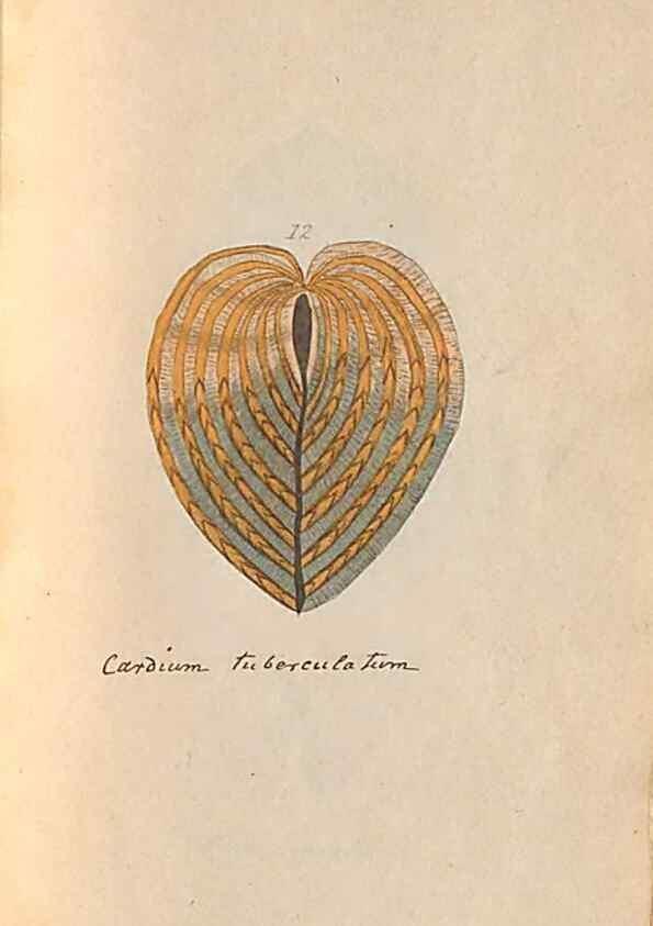 Reproducción/Reproduction 47087090682: A conchological dictionary of the British Islands /. London :John Booth,1819.. 