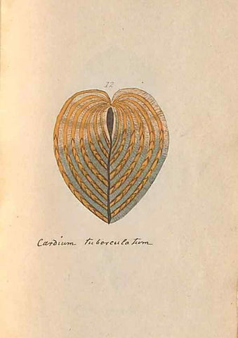 Reproducción/Reproduction 47087090682: A conchological dictionary of the British Islands /. London :John Booth,1819.. 