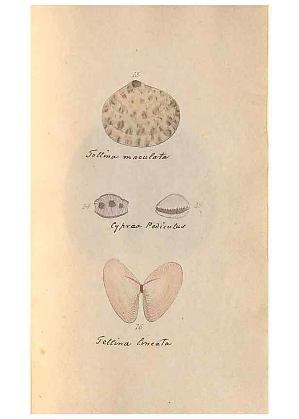 Reproducción/Reproduction 47087091532: A conchological dictionary of the British Islands /. London :John Booth,1819.. 