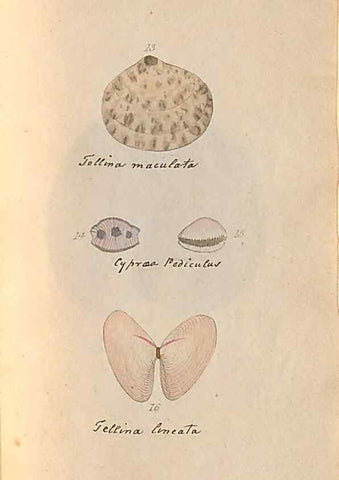 Reproducción/Reproduction 47087091532: A conchological dictionary of the British Islands /. London :John Booth,1819.. 