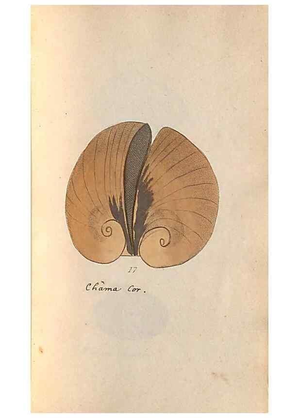 Reproducción/Reproduction 47087092562: A conchological dictionary of the British Islands /. London :John Booth,1819.. 