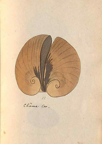 Reproducción/Reproduction 47087092562: A conchological dictionary of the British Islands /. London :John Booth,1819.. 