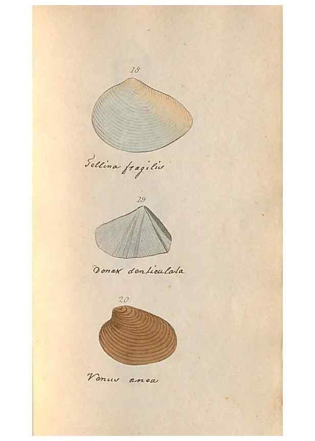 Reproducción/Reproduction 32197302567: A conchological dictionary of the British Islands /. London :John Booth,1819.. 