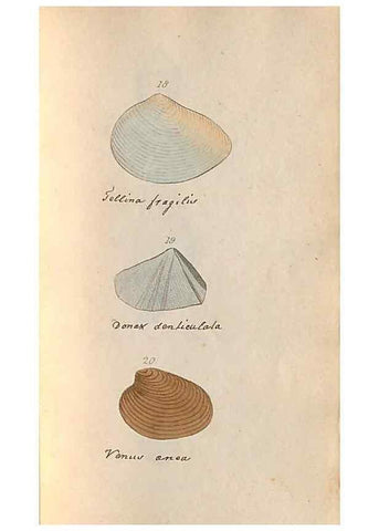Reproducción/Reproduction 32197302567: A conchological dictionary of the British Islands /. London :John Booth,1819.. 