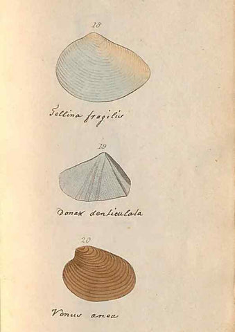 Reproducción/Reproduction 32197302567: A conchological dictionary of the British Islands /. London :John Booth,1819.. 