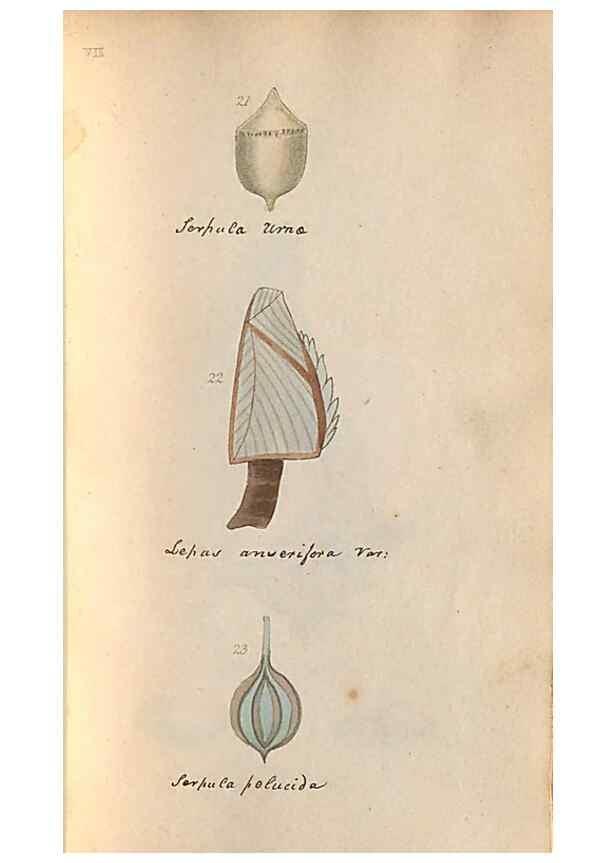 Reproducción/Reproduction 47087094592: A conchological dictionary of the British Islands /. London :John Booth,1819.. 