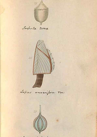 Reproducción/Reproduction 47087094592: A conchological dictionary of the British Islands /. London :John Booth,1819.. 